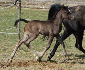 The first foal of Ali Lane