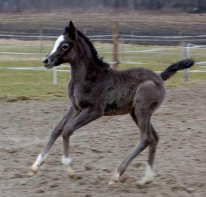 We start with a filly :-)
