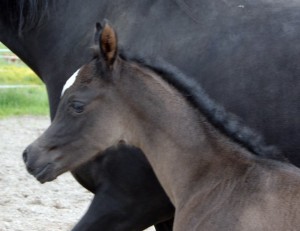 Black filly by Magic Magnifique