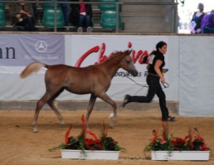 GS Nasran Ibn The Verdict Foal Champion 