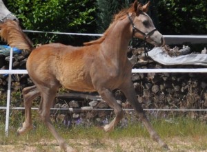 NEW PICS sale horse/The Verdict progeny