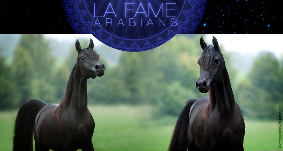La Fame Arabians